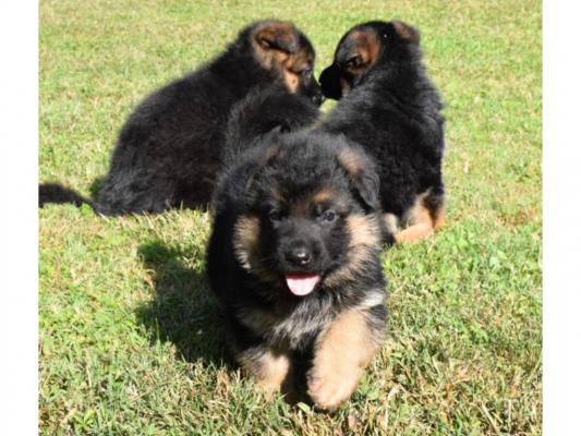 kc german shepherd available for their new home